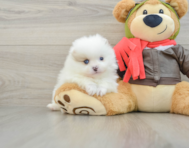 5 week old Pomeranian Puppy For Sale - Seaside Pups