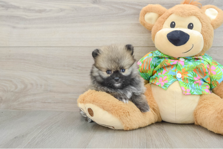Funny Pomeranian Baby