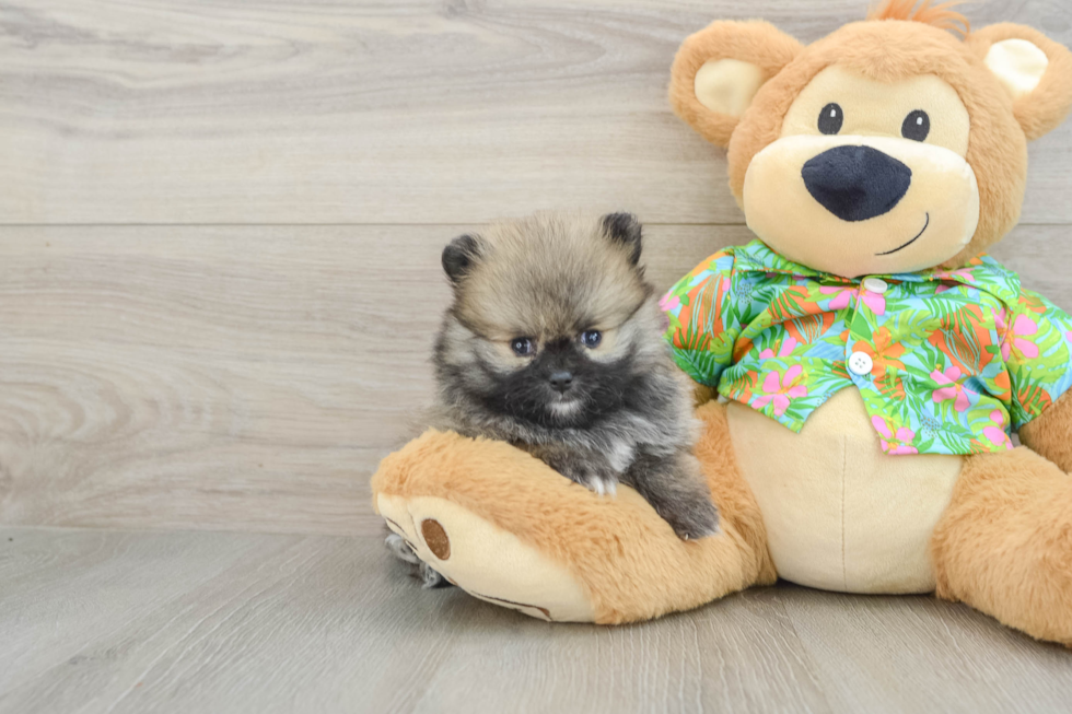 Funny Pomeranian Baby