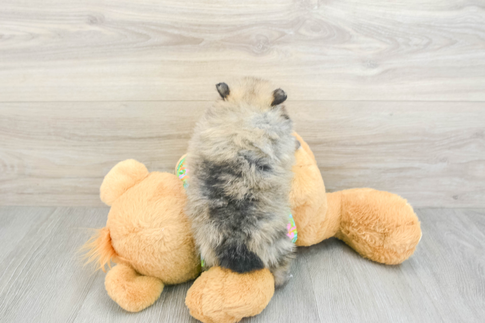 Pomeranian Puppy for Adoption