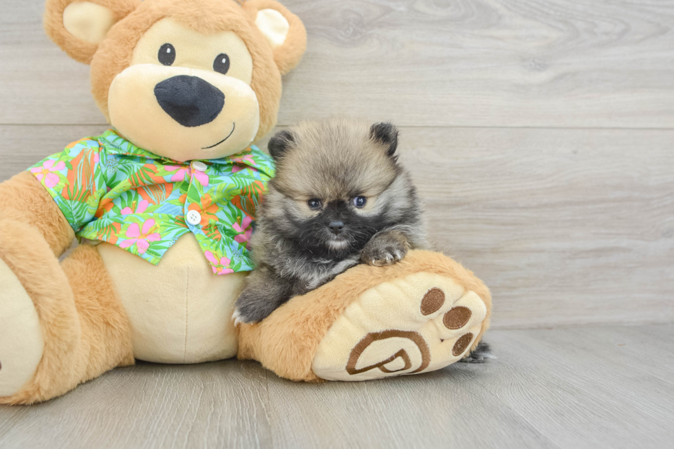 Energetic Pom Purebred Puppy