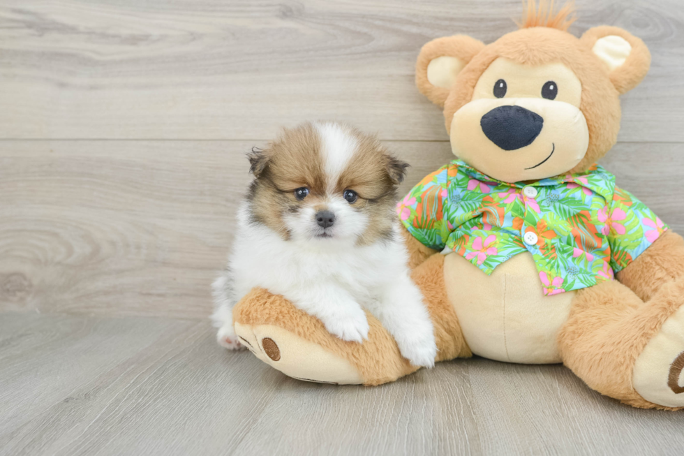 Akc Registered Pomeranian Purebred Pup