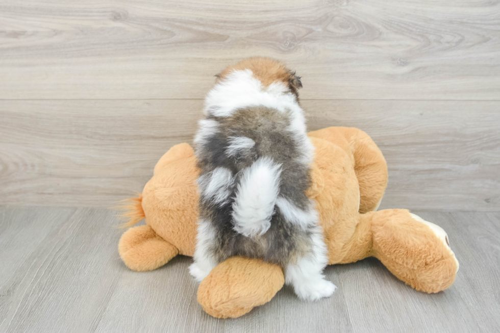 Pomeranian Puppy for Adoption