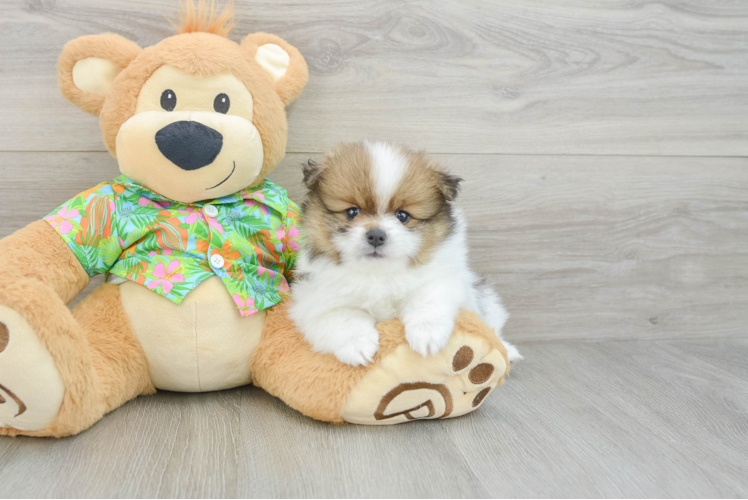Pomeranian Puppy for Adoption