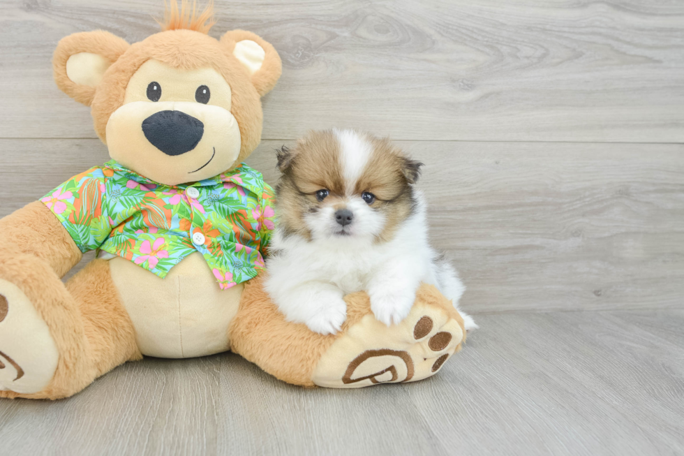 Pomeranian Puppy for Adoption