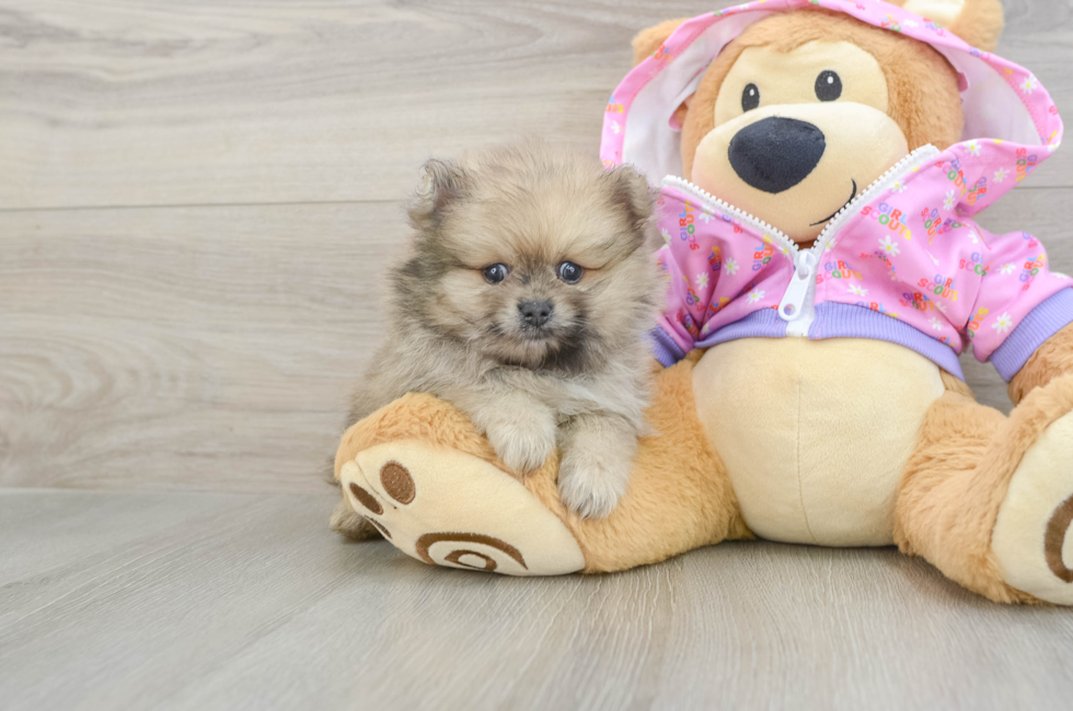 5 week old Pomeranian Puppy For Sale - Seaside Pups