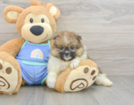 5 week old Pomeranian Puppy For Sale - Seaside Pups