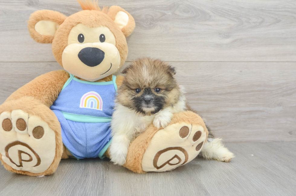 5 week old Pomeranian Puppy For Sale - Seaside Pups