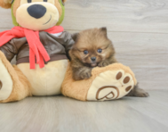 6 week old Pomeranian Puppy For Sale - Seaside Pups