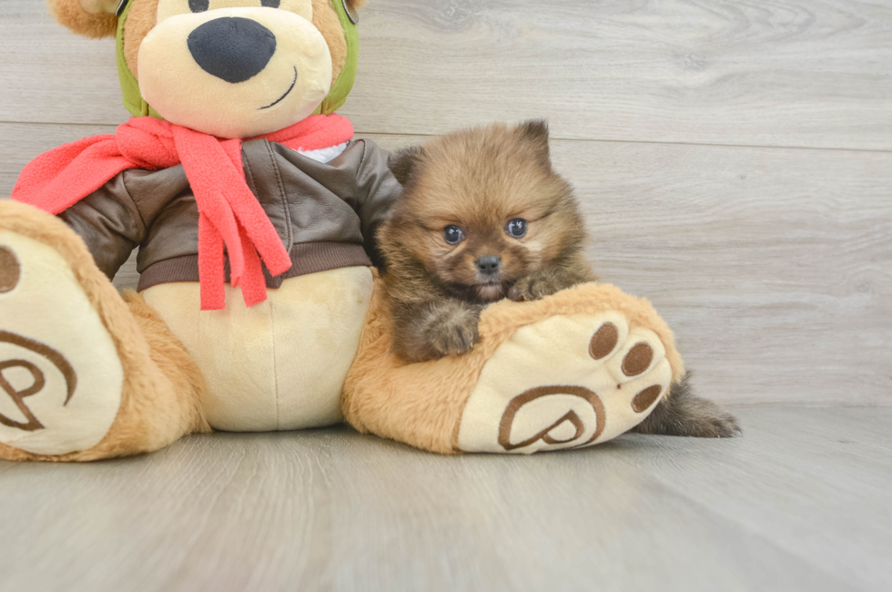 5 week old Pomeranian Puppy For Sale - Seaside Pups