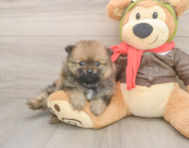 7 week old Pomeranian Puppy For Sale - Seaside Pups