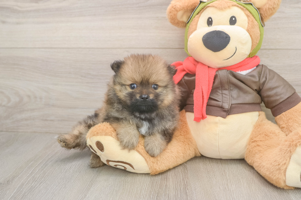 5 week old Pomeranian Puppy For Sale - Seaside Pups