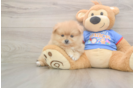 Pomeranian Pup Being Cute