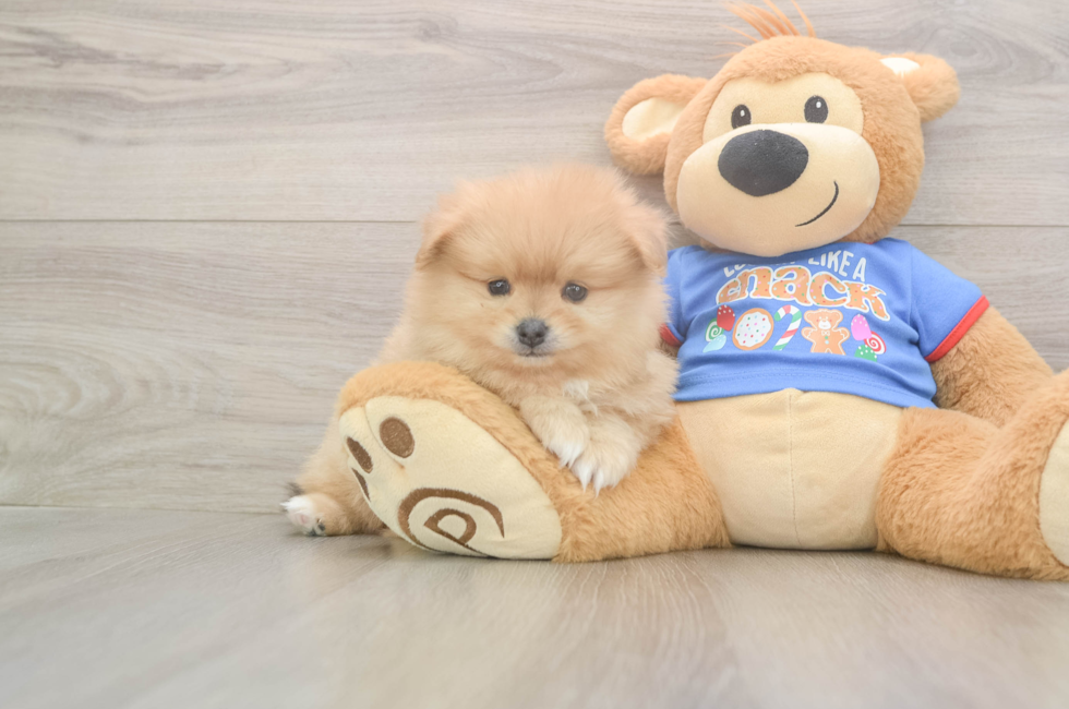5 week old Pomeranian Puppy For Sale - Seaside Pups