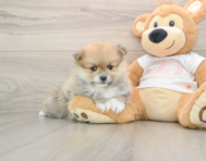 8 week old Pomeranian Puppy For Sale - Seaside Pups