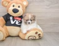 8 week old Pomeranian Puppy For Sale - Seaside Pups