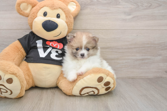 Popular Pomeranian Baby