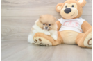 Hypoallergenic Pomeranian Purebred Pup