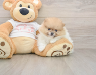 7 week old Pomeranian Puppy For Sale - Seaside Pups