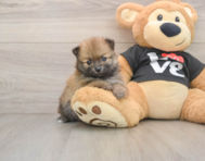7 week old Pomeranian Puppy For Sale - Seaside Pups