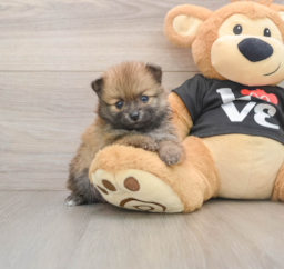 7 week old Pomeranian Puppy For Sale - Seaside Pups