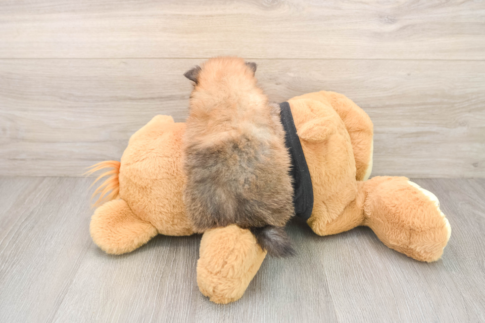 Hypoallergenic Pomeranian Purebred Pup