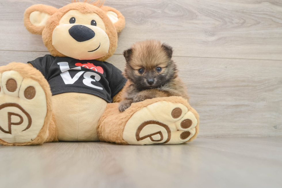 Playful Pomeranian Baby