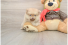 Pomeranian Puppy for Adoption