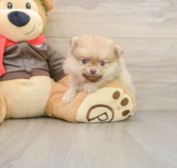 5 week old Pomeranian Puppy For Sale - Seaside Pups