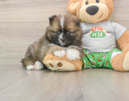 7 week old Pomeranian Puppy For Sale - Seaside Pups