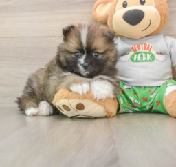 7 week old Pomeranian Puppy For Sale - Seaside Pups