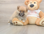 7 week old Pomeranian Puppy For Sale - Seaside Pups