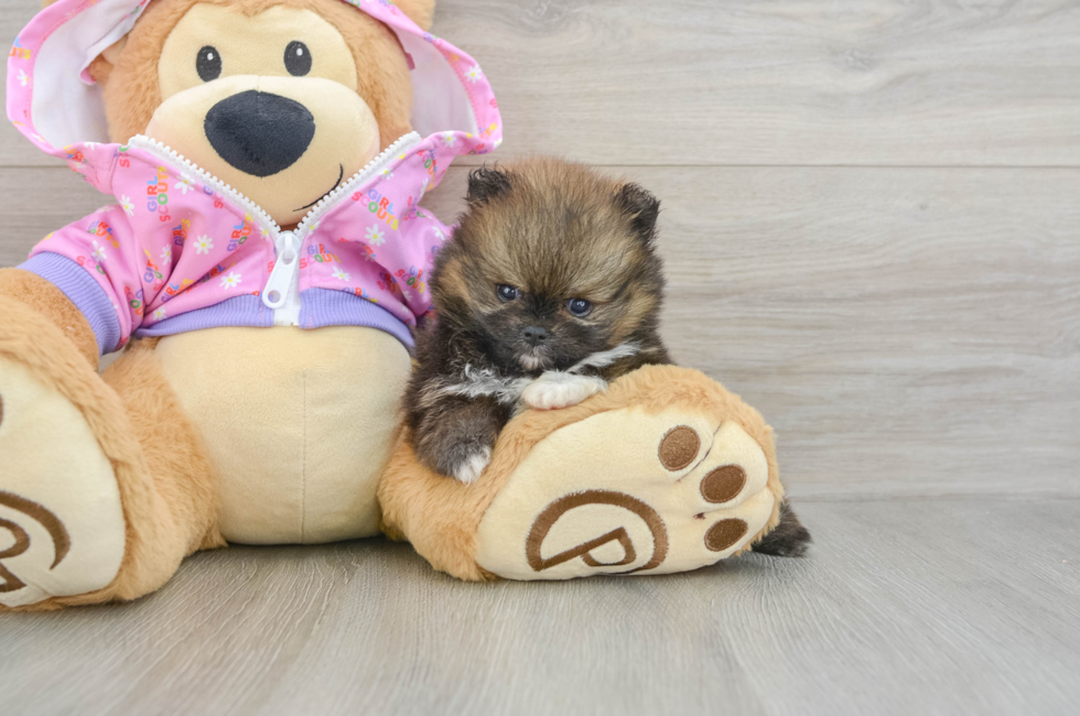 5 week old Pomeranian Puppy For Sale - Seaside Pups