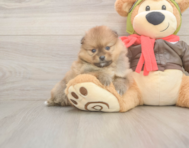 7 week old Pomeranian Puppy For Sale - Seaside Pups