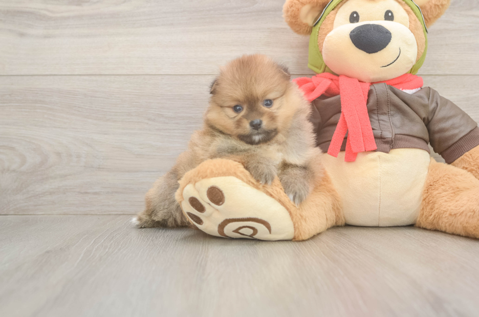 5 week old Pomeranian Puppy For Sale - Seaside Pups