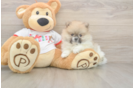 Little Pomeranian Purebred Pup