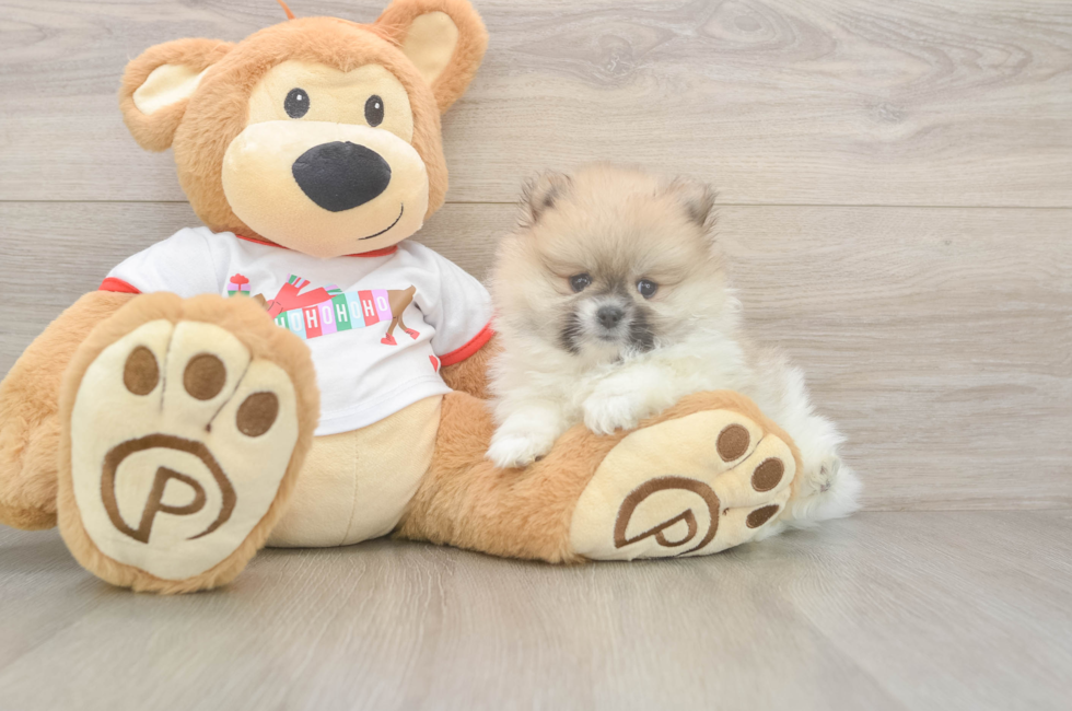 5 week old Pomeranian Puppy For Sale - Seaside Pups