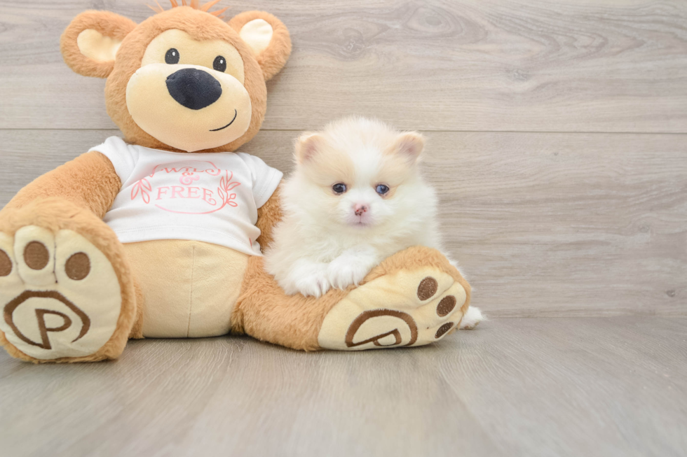 Pomeranian Pup Being Cute
