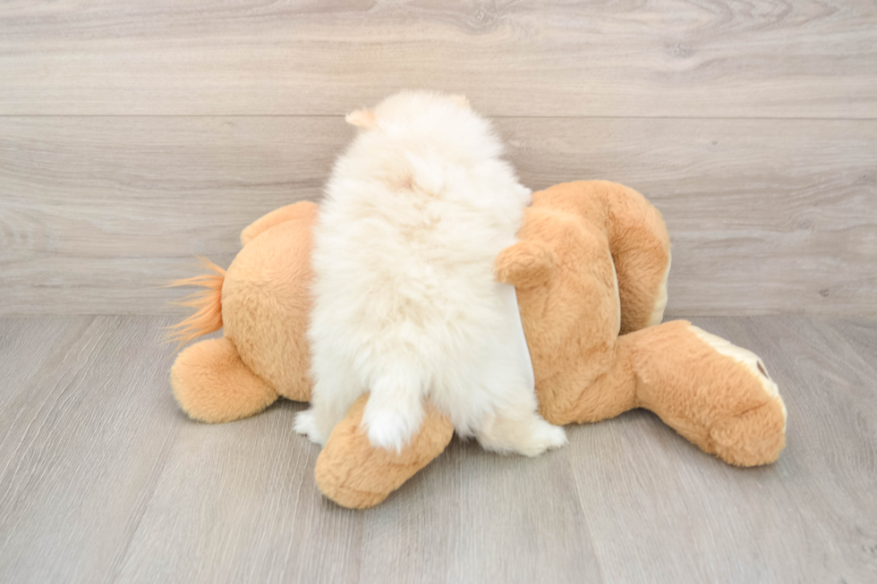 Best Pomeranian Baby