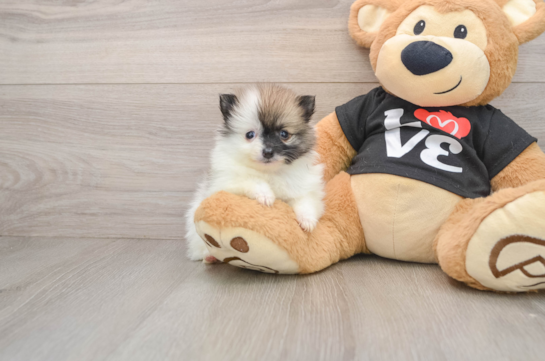 Playful Pomeranian Purebred Pup