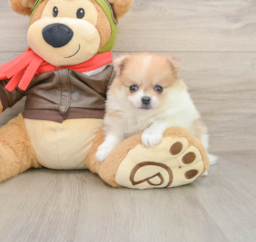 5 week old Pomeranian Puppy For Sale - Seaside Pups