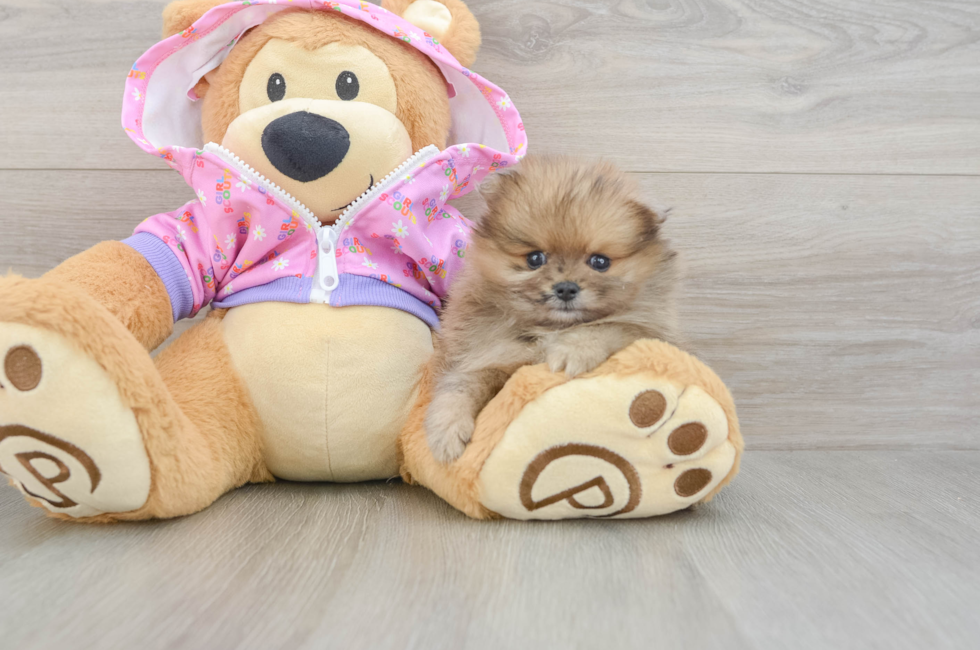 5 week old Pomeranian Puppy For Sale - Seaside Pups