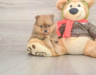 8 week old Pomeranian Puppy For Sale - Seaside Pups
