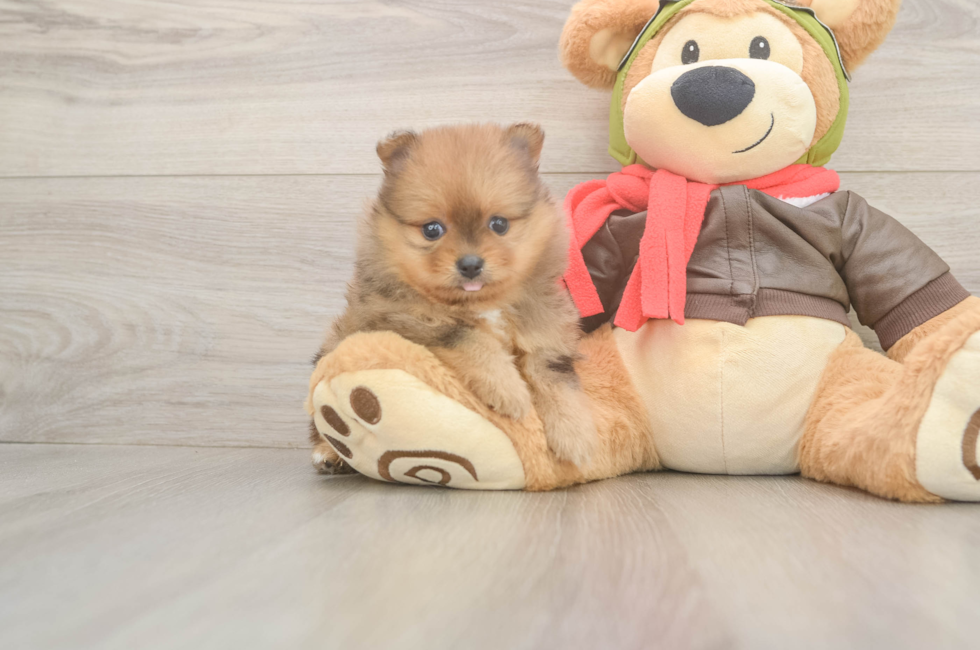 5 week old Pomeranian Puppy For Sale - Seaside Pups