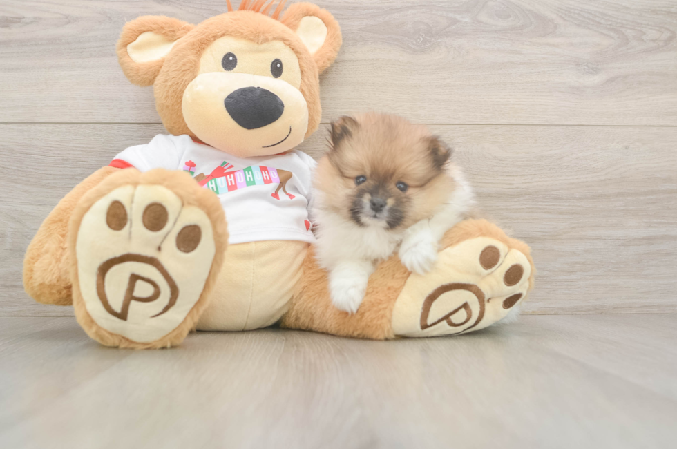 5 week old Pomeranian Puppy For Sale - Seaside Pups