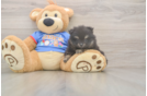 Pomeranian Pup Being Cute