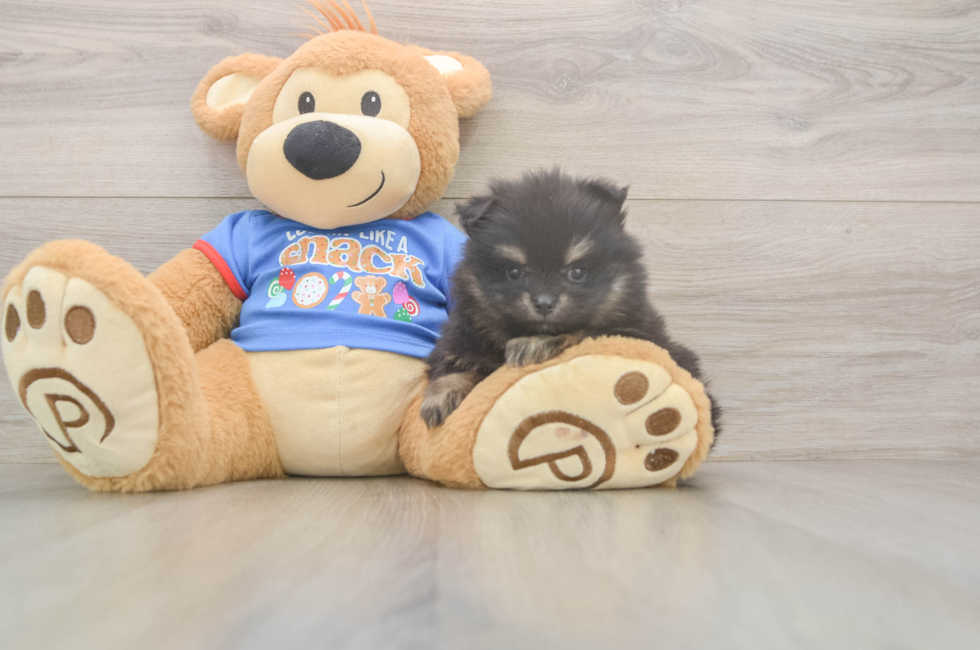 5 week old Pomeranian Puppy For Sale - Seaside Pups