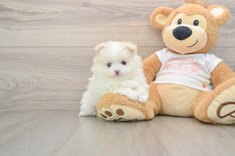 Smart Dwarf Spitz Purebred Puppy
