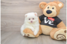 Pomeranian Pup Being Cute