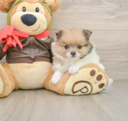 5 week old Pomeranian Puppy For Sale - Seaside Pups